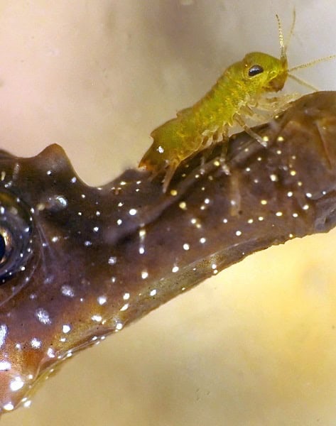 生物希望三等奖。© Christophe Fournier