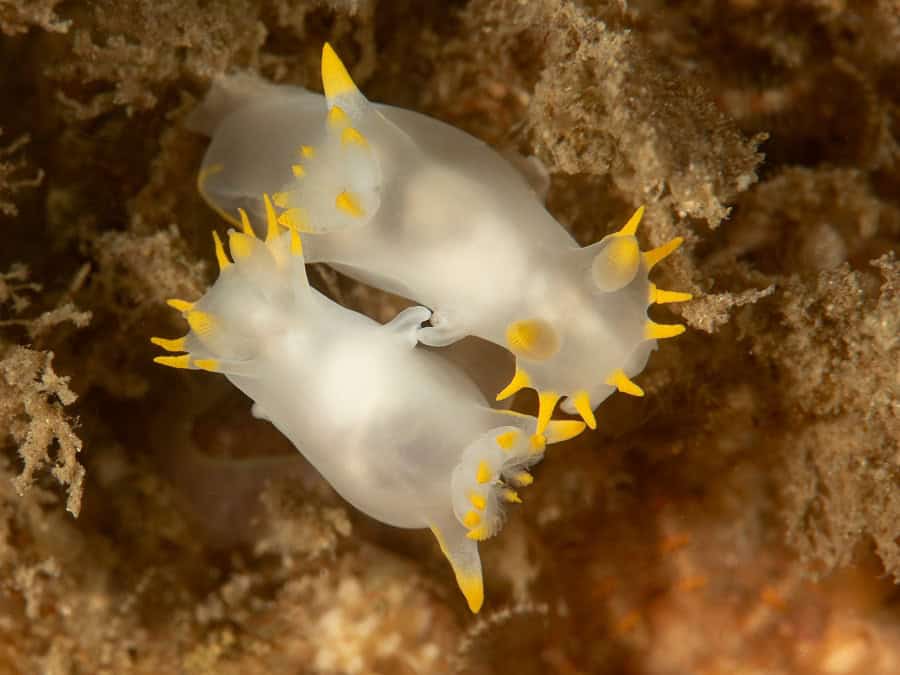 生物大师三等奖。© Denise Rhulmann