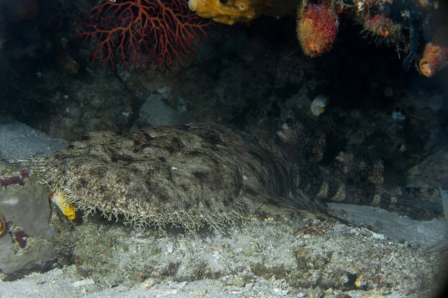 It gets its name from the growths present around its head. © Dominique Barray