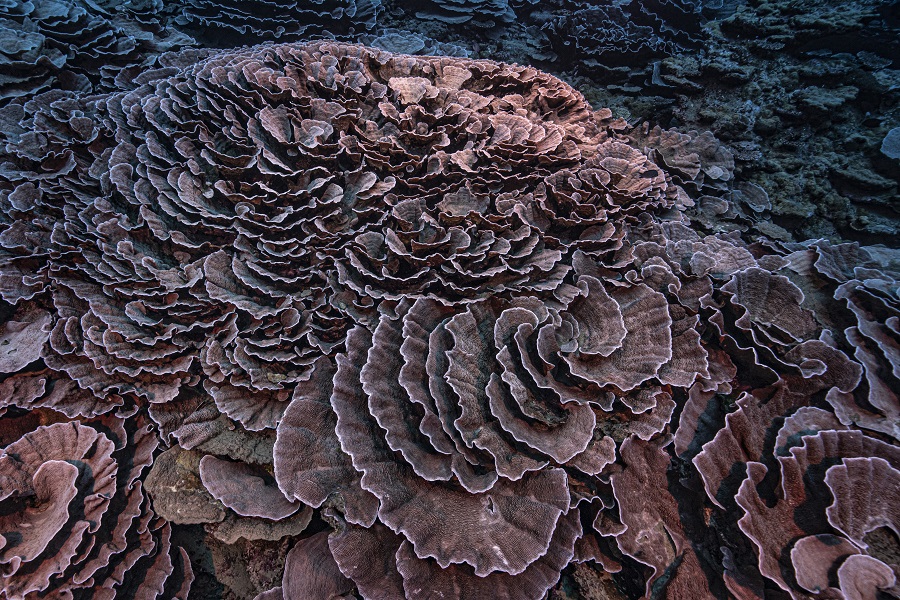 Deep Reef of Roses