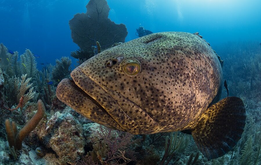 Nicolas Barraque Cuba Queen's Garden December 2021 Goliath Grouper Epinephelus Itajara Nic 0939 900x570