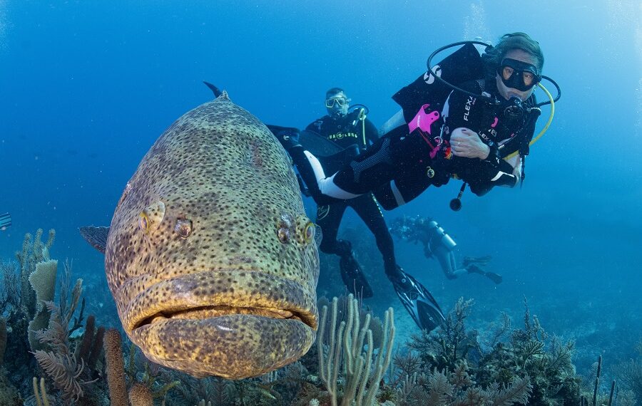 Nicolas Barraque Cuba Queen's Garden December 2021 Goliath Grouper and Nicole Epinephelus Itajara Nic 0927 900x570