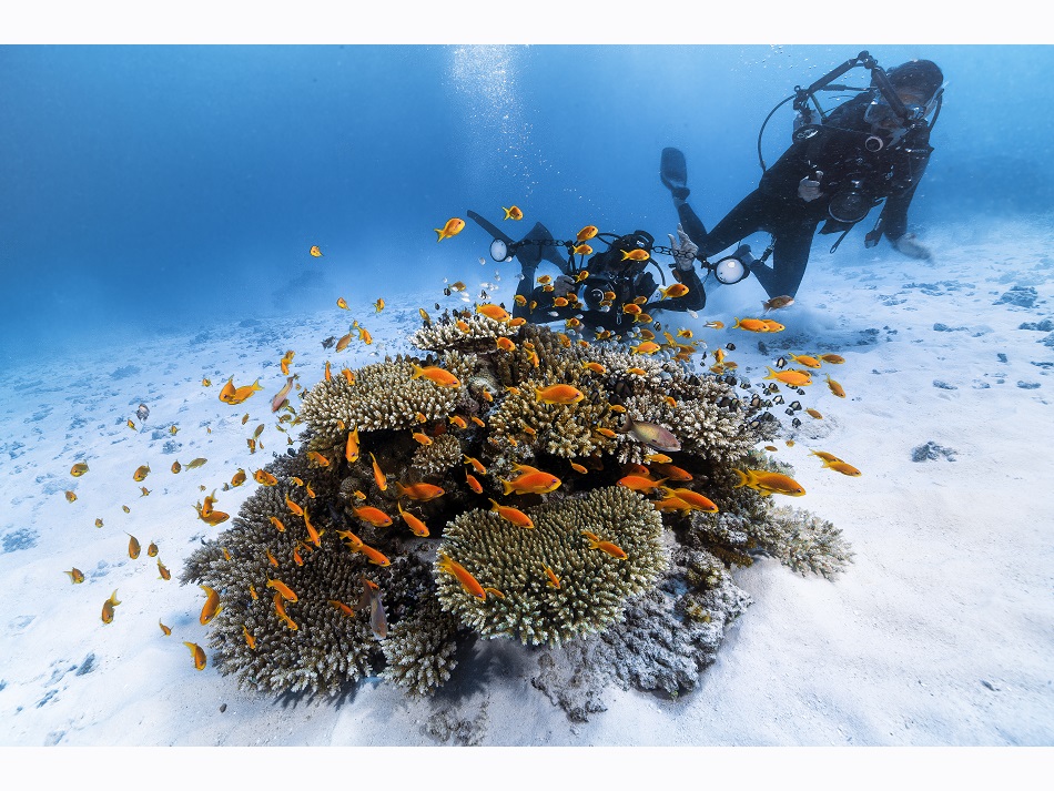The Cocaine dive site, in the northwest of Mayotte, owes its name to the whiteness of the sand on which multicolored coral heads stand out. © Gaby Barathieu