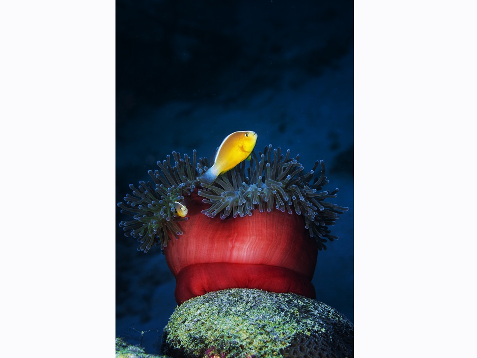 The red anemones are numerous in the S-pass, here with clownfish. © Gaby Barathieu