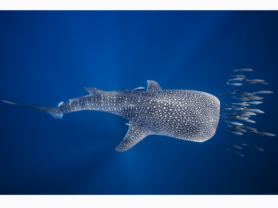 A whale shark escorted by a school of bonito. Whale sharks gather in numbers to filter water in tuna hunts. © Gaby Barathieu