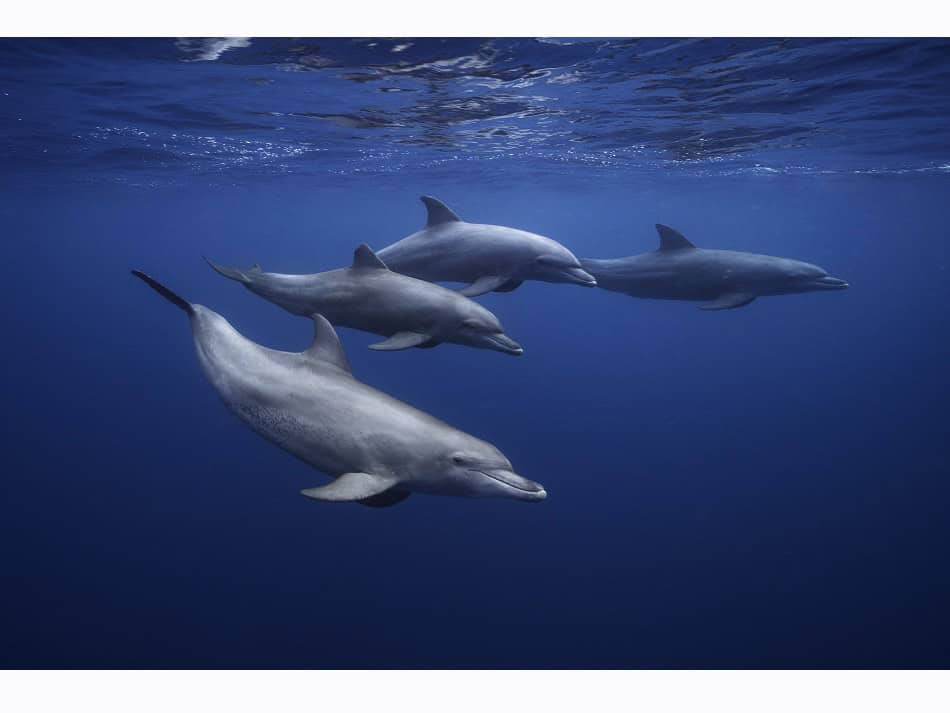 Encounter with a group of Indian Ocean bottlenose dolphins (Tursiops aduncus). © Gaby Barathieu
