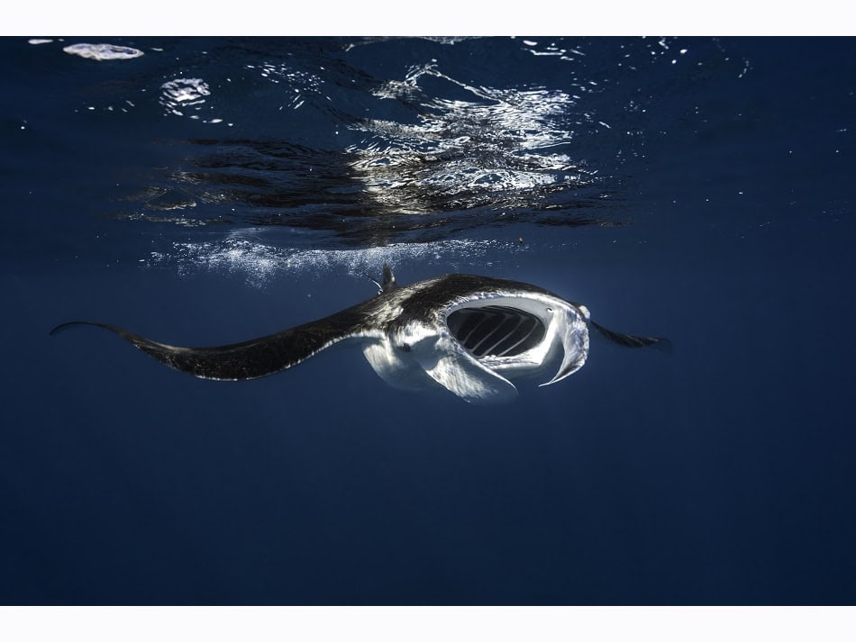A manta ray feeding in the lagoon of Mayotte. It is common to encounter them during navigation to the diving spots. © Gaby Barathieu