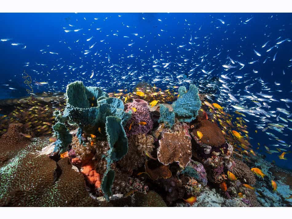 A magnificent colorful dive, south of the lagoon of Mayotte. © Gaby Barathieu