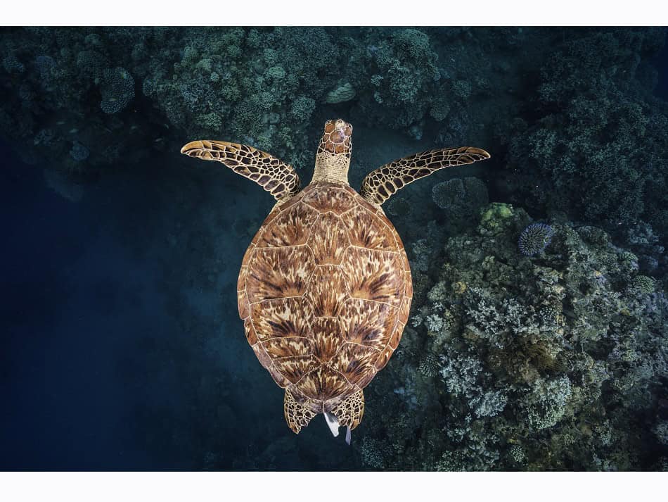 A hawksbill turtle encountered on the outer slope of the lagoon in the Boueni Pass. Among marine turtles, it is the most endangered species in the world. © Gaby Barathieu