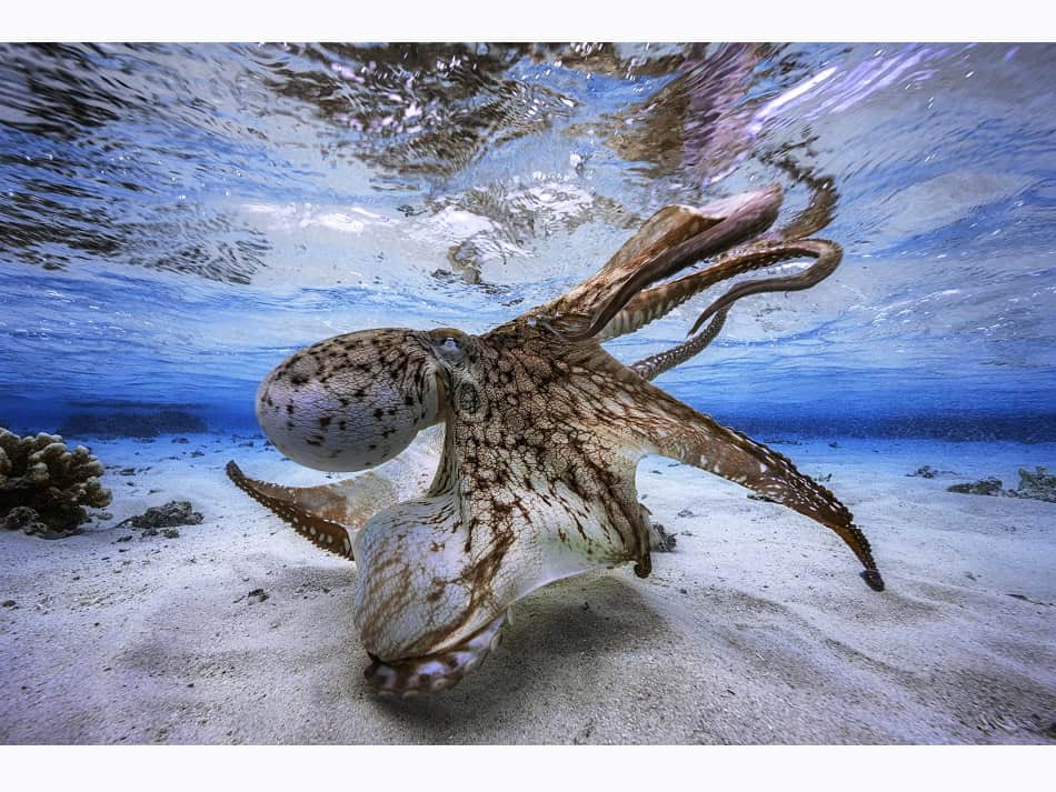 An octopus puts on a 'show' in the lagoon. © Gaby Barathieu