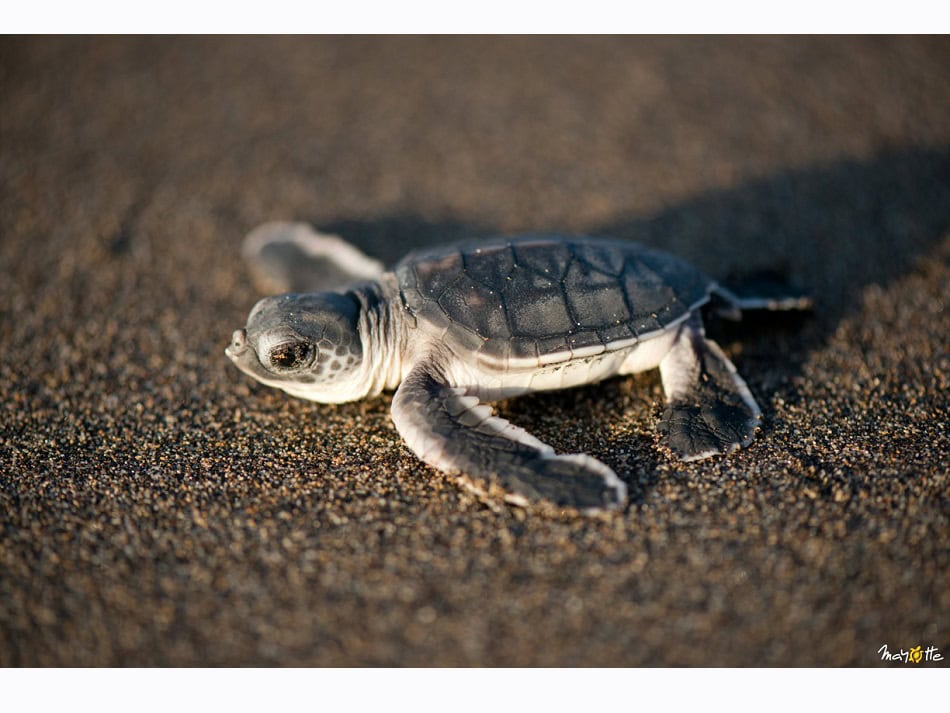There are many turtle nesting beaches on the island. © CDTM