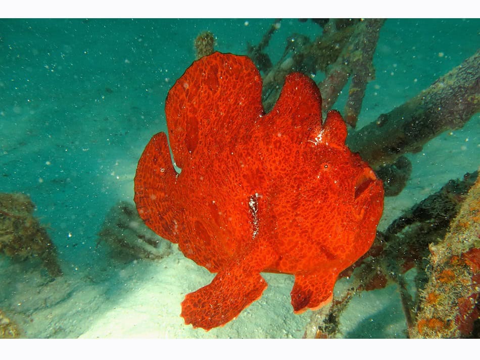 The giant frogfish (Antennarius commerson) sometimes takes on surprising colors. This one is perched on a bicycle carcass in the south of the Ari Atoll. © Sandrine Leveugle-Souan