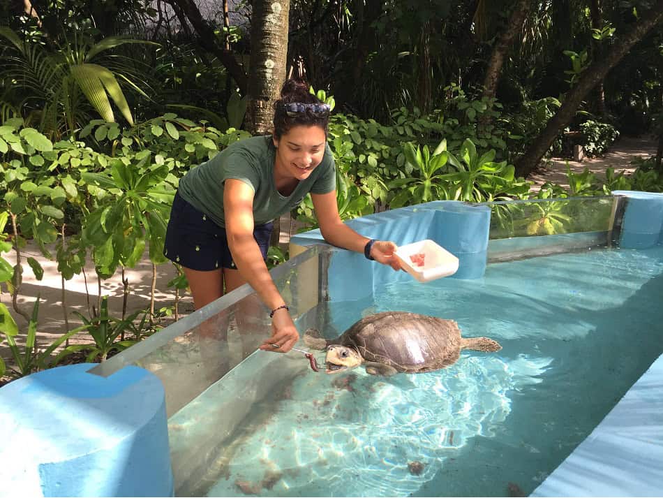 Dr. Claire Petros, a veterinarian at the Olive Ridley Project care center, feeds one of her "patients". © Olive Ridley Project