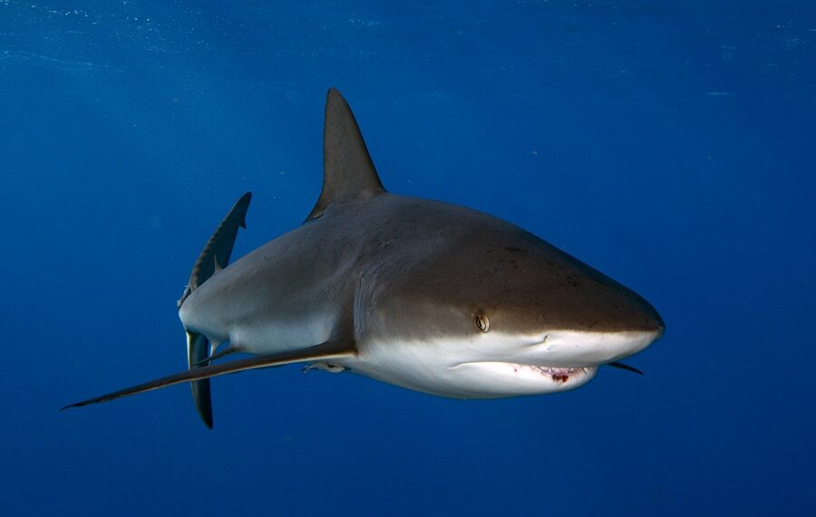 Nicolas Barraque Cuba Jardin De La Reine Decembre 2021 Requin Caraibe Carcharhinus Perezii Nic 1872 900x570