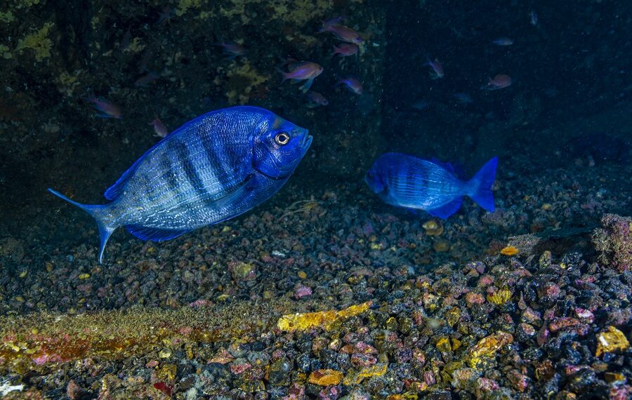 Black Bream, Spondyliosoma Cantharus
