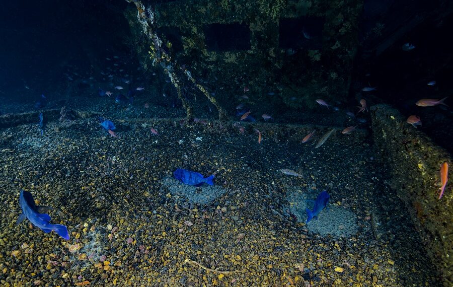 Black Bream Reproduction, Togo Wreck