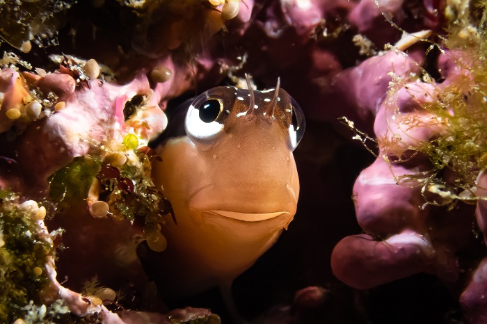 Gestreepte Blennie (ecsenius Lineatus)