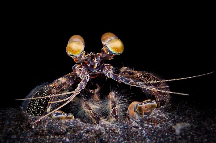 Zebra Mantis Shrimp / 🇬🇧 Zebra Mantis Garnaal (lysiosquillina