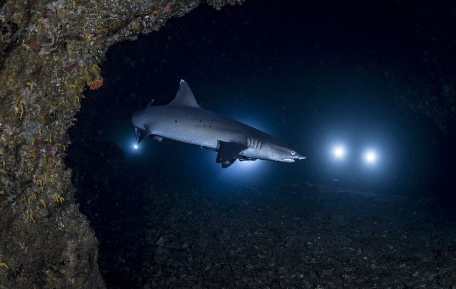 Bucea Malapascua 111 900x570