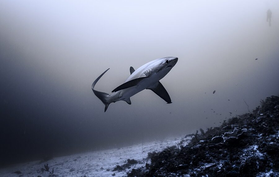 Dive Malapascua 2 900x570