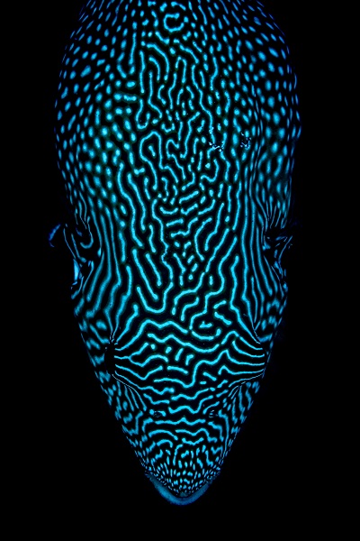 Bucea Malapascua 24