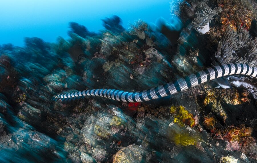 Bucea Malapascua 55 900x570