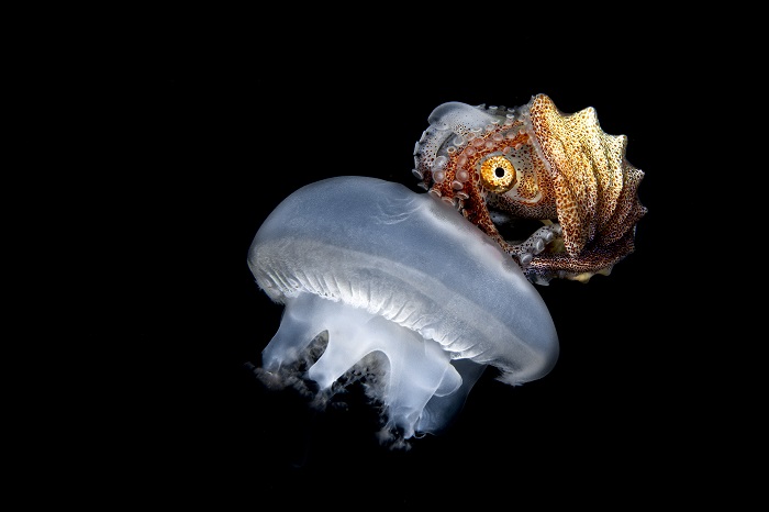 Blackwater Nautilus