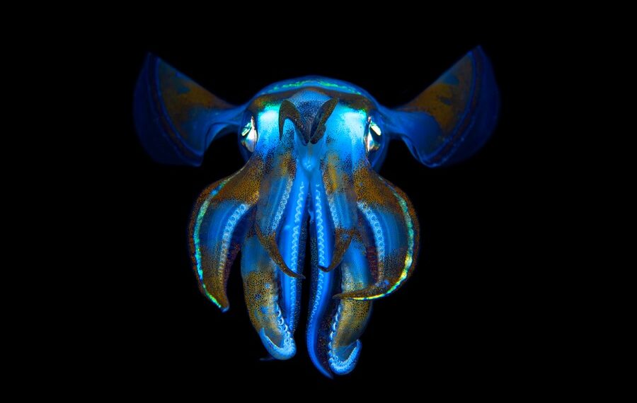 01 リュック・ルーマン Squid2 900x570