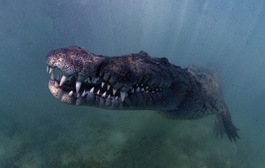 Nicolas Barraque Cuba Jardin De La Reine December 2021 Cuban Crocodile Crocodylus Rhombifer Nic 0699 900x570