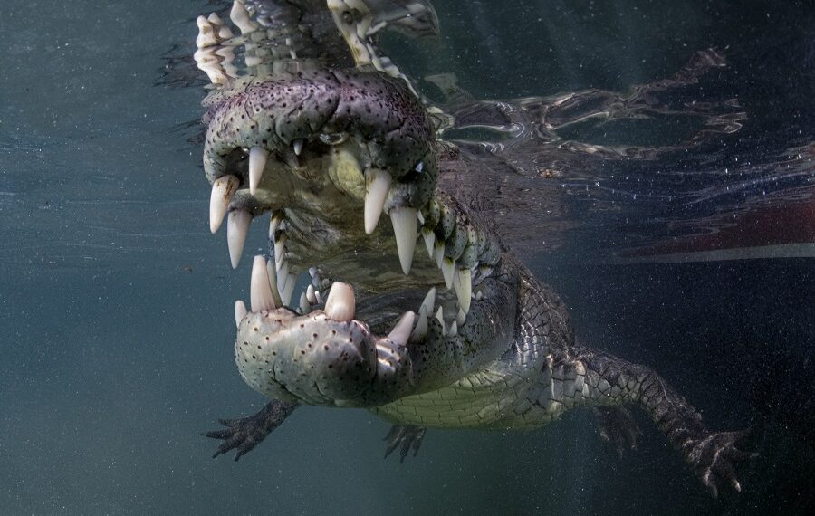 Nicolas Barraque Cuba Jardin De La Reine December 2021 Cuban Crocodile Crocodylus Rhombifer Nic 0753 900x570