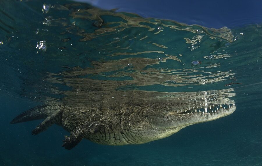Nicolas Barraque Cuba Jardin De La Reine December 2021 Cuban Crocodile Crocodylus Rhombifer Nic 1638 900x570