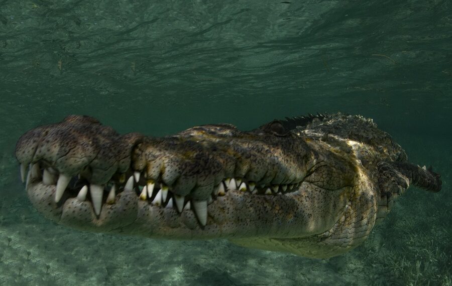 Nicolas Barraque Cuba Jardin De La Reine December 2021 Cuban Crocodile Crocodylus Rhombifer Nic 1651 900x570