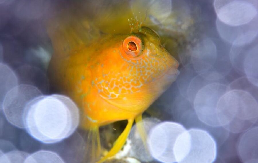 01 アメウ 10 2p 8500 魚賞 900x570