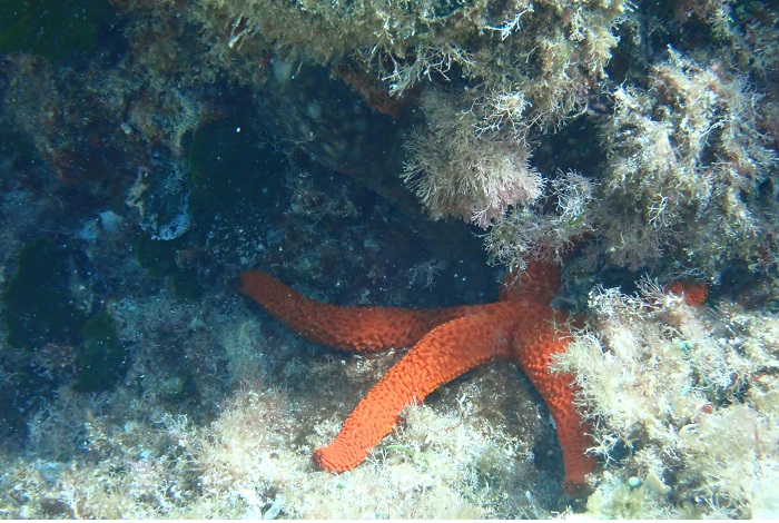 04 Meduse Photo 2