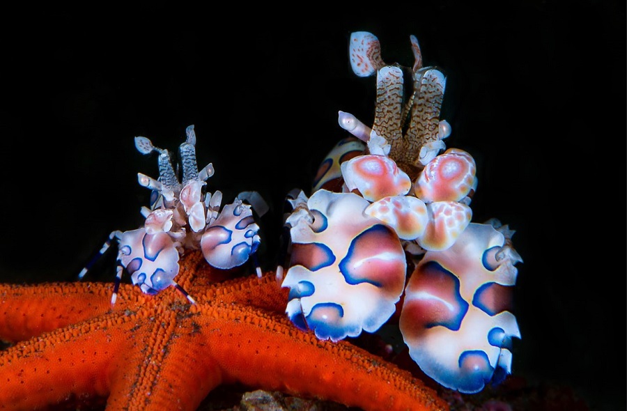 1º Prêmio Macro Masterpeneaucedriccrevettes Arlequines