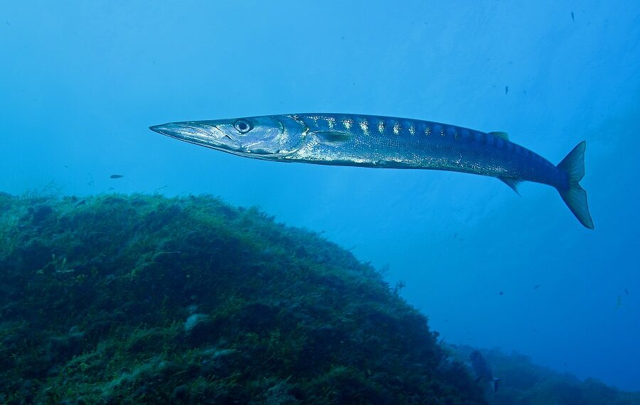 Barracuda, Yellowmouth Barracuda