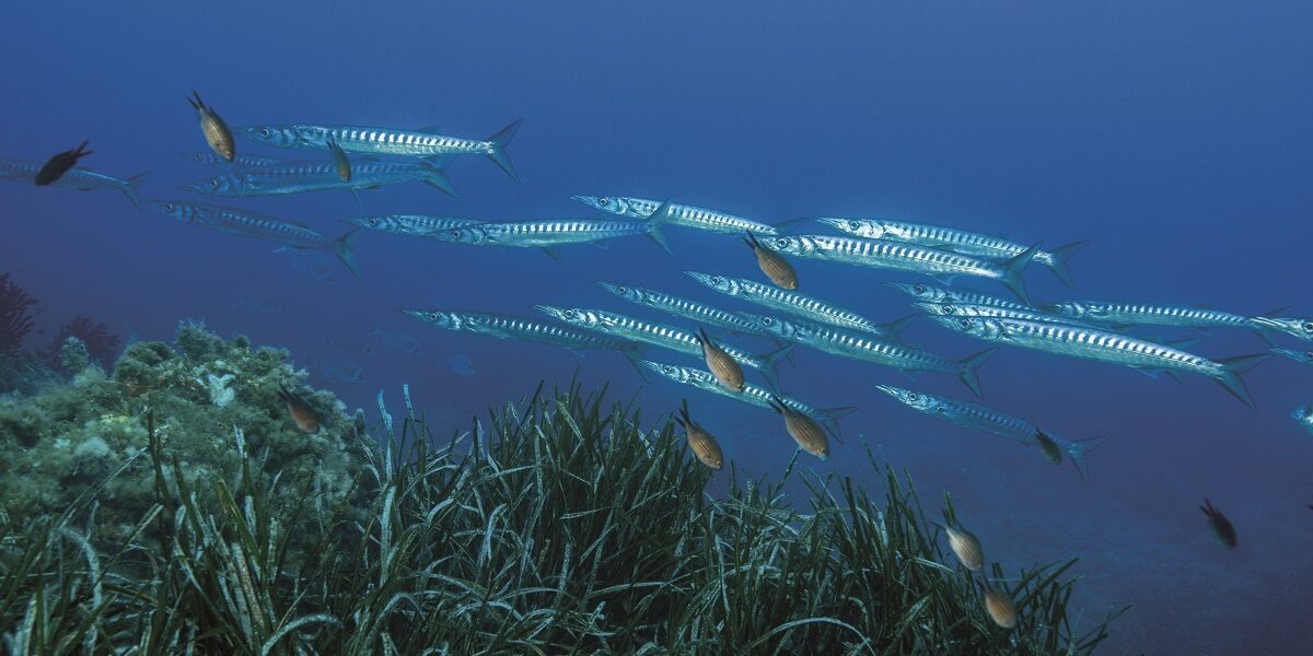 Barracudas; Yellowmouth Barracuda, Lobsterman