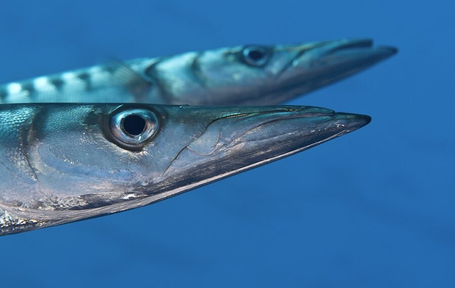 Yellowmouth Barracuda, Sphyraena Viridensis