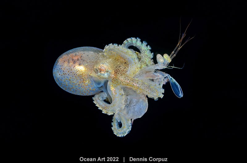 1e Blackwater Dennis Corpuz Octopus Attack