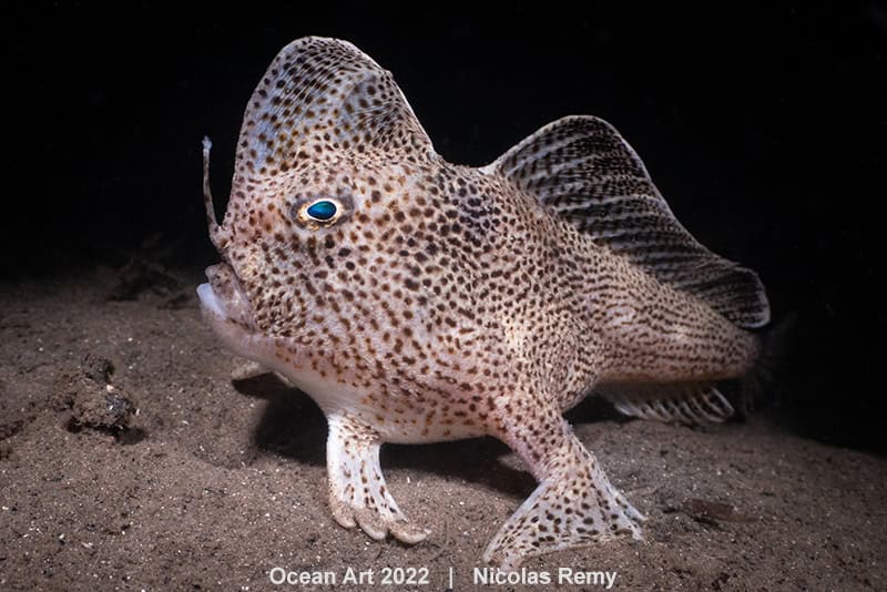 1e Koud Water Nicolas Remy The Rare Spotted Hand Fish From Tasmania
