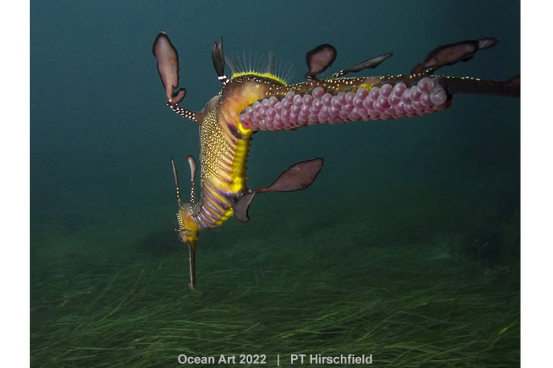 1e Compact Gedrag Pt Hirschfield A Male Weedy Seadragon Carries Pink Eggs On Its Tail