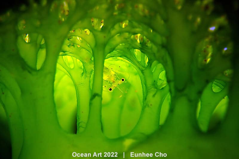 1e Compact Macro Eunhee Cho E.t. The Extra Terrestrial
