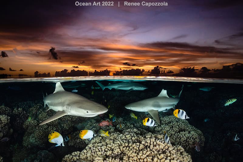 1e Groothoek Renee Capozzola Shark Trio
