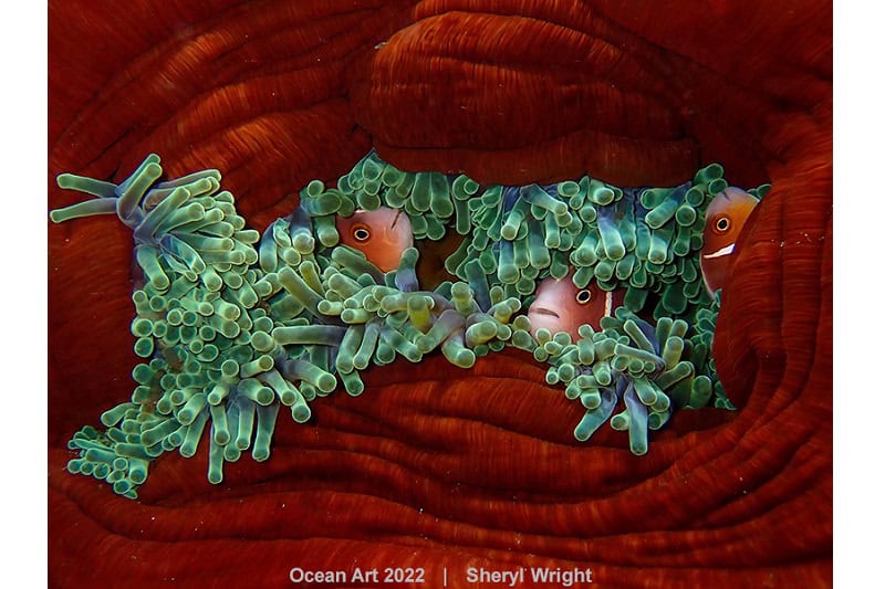 2e Compact Gedrag Sheryl Wright Anemone Closing Time