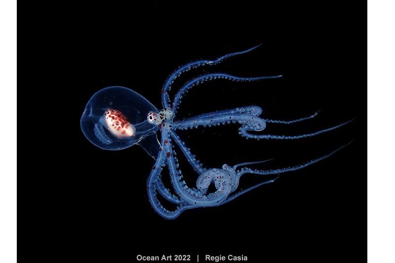 2e Compact Macro Regie Casia Wunderpus