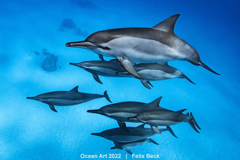 2e Compact Groothoek Felix Beck Dolphin Formation