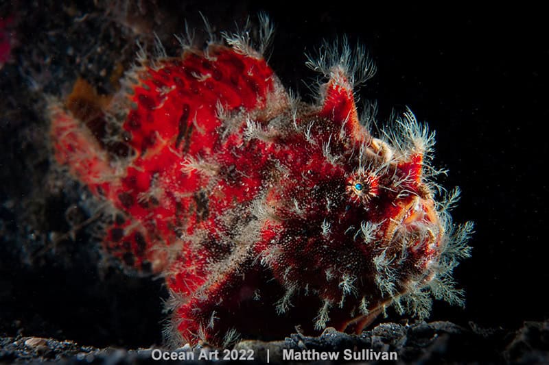 2e Macro Matthew Sullivan The Lady In Red
