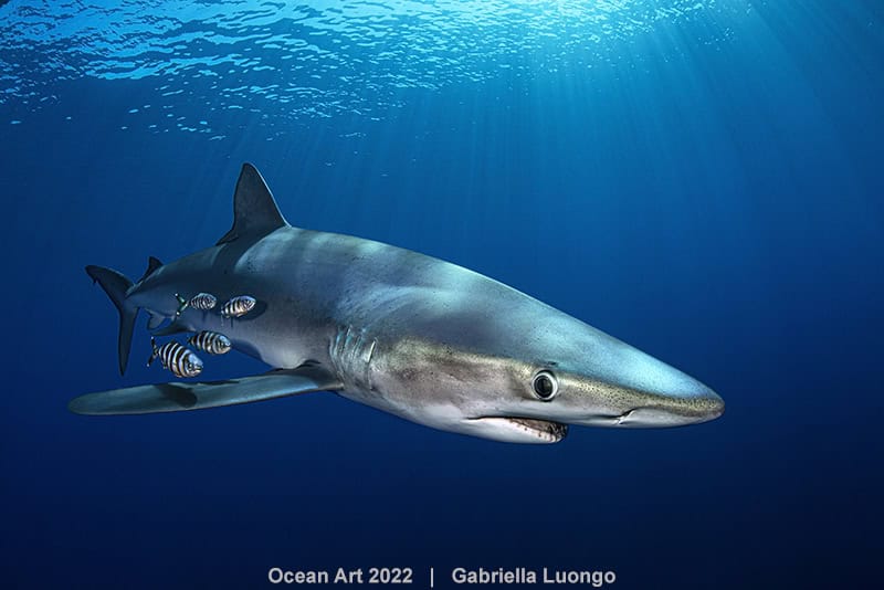 2e Portret Gabriella Luongo Shark Portrait