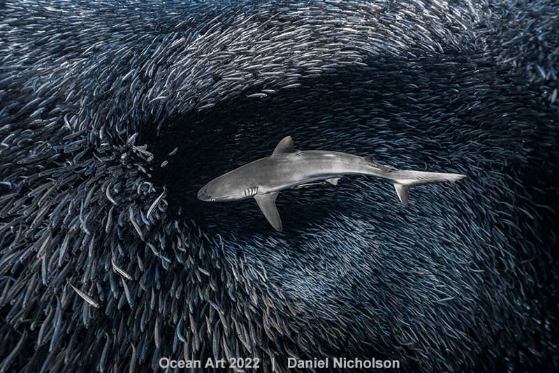 2e Groothoek Daniel Nicholson The Hunt