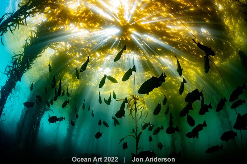 3e Koud Water Jon Anderson Dancing Rockfish Silhouettes